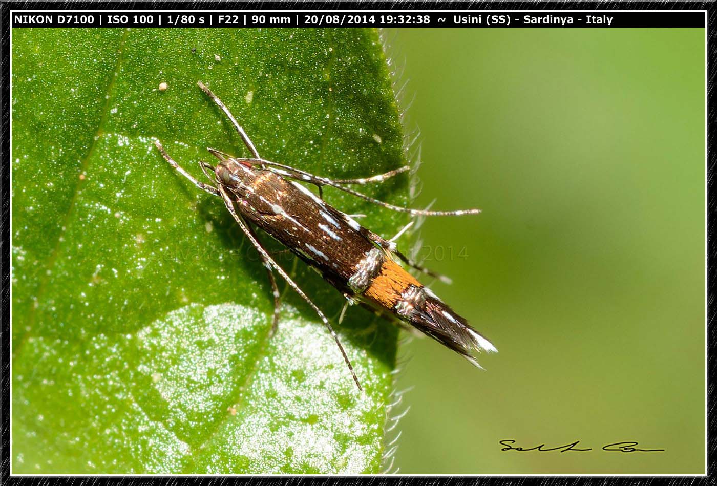 Cosmopterix pulchrimella (Chambers, 1875)